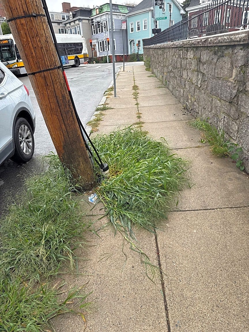 Image submitted with report