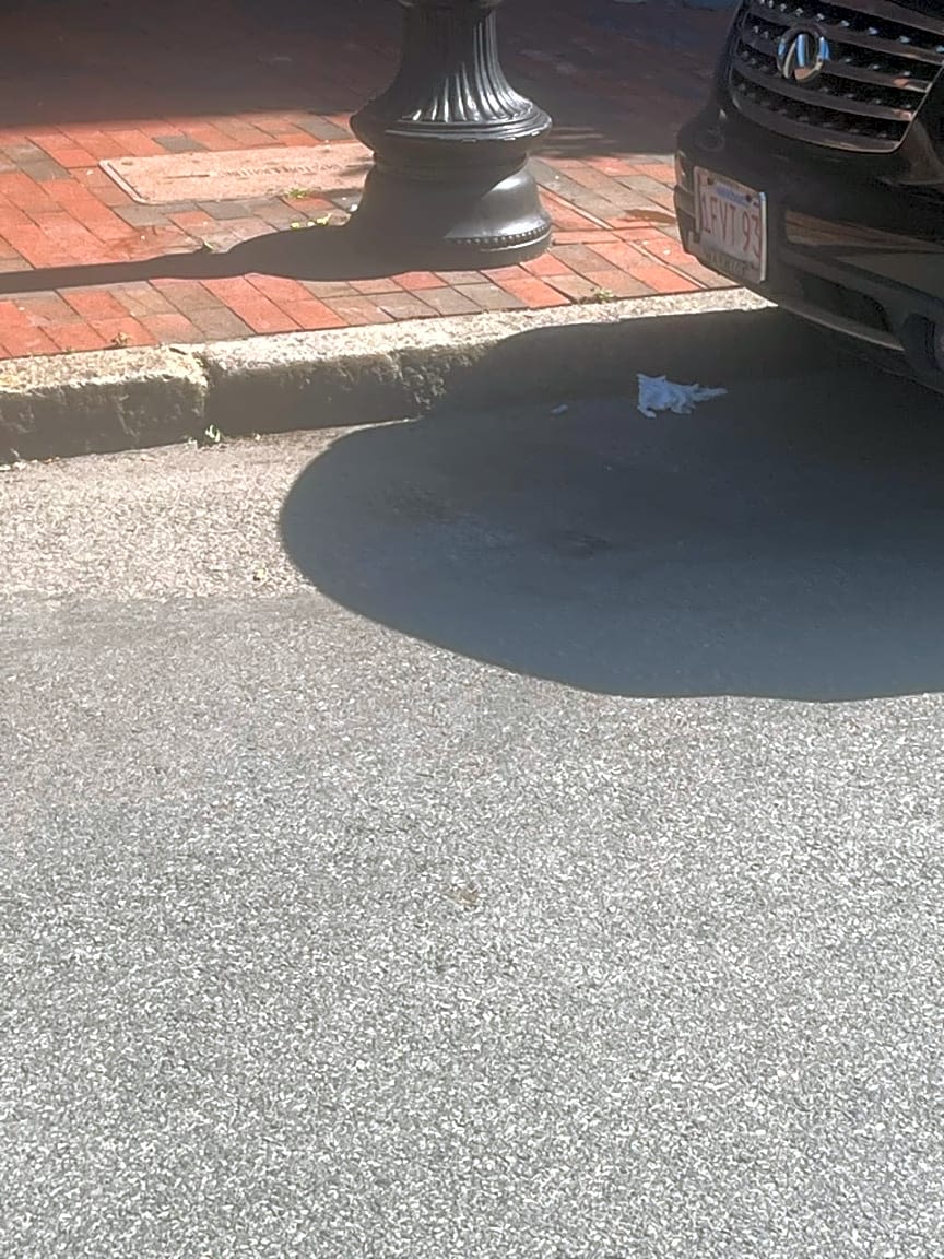 Image submitted with report