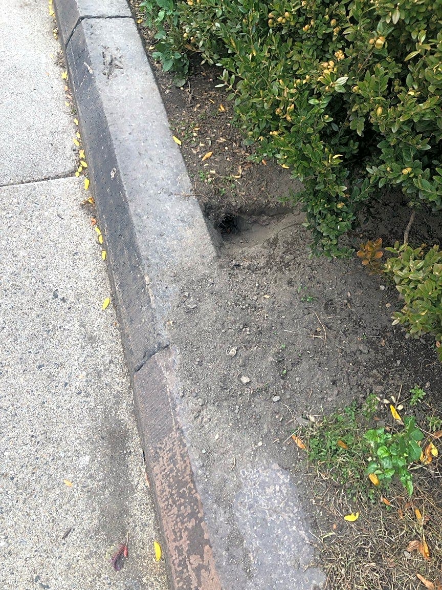 Image submitted with report