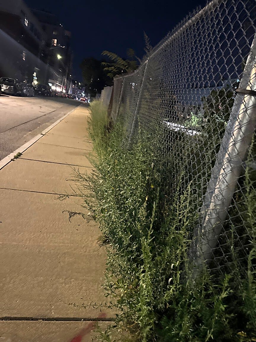 Image submitted with report