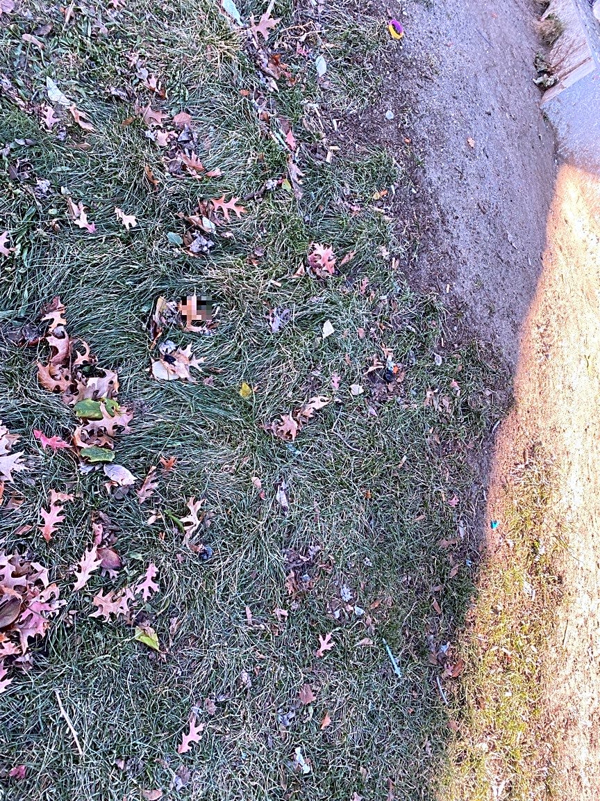 Image submitted with report