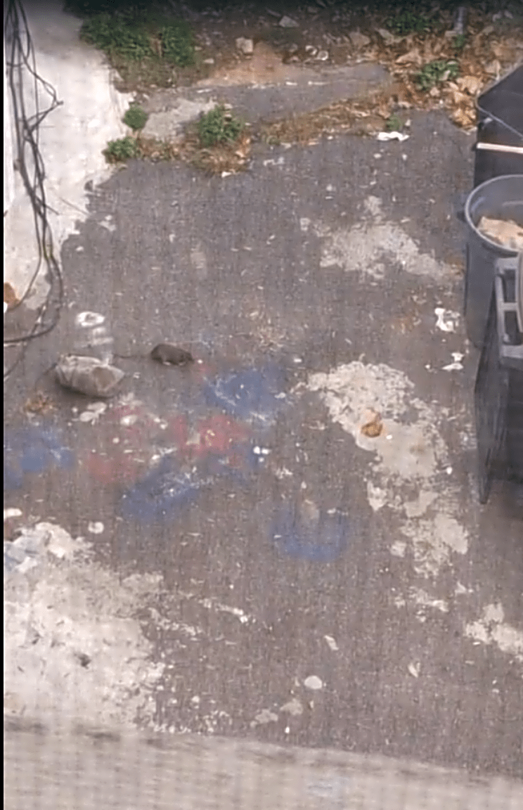 Image submitted with report