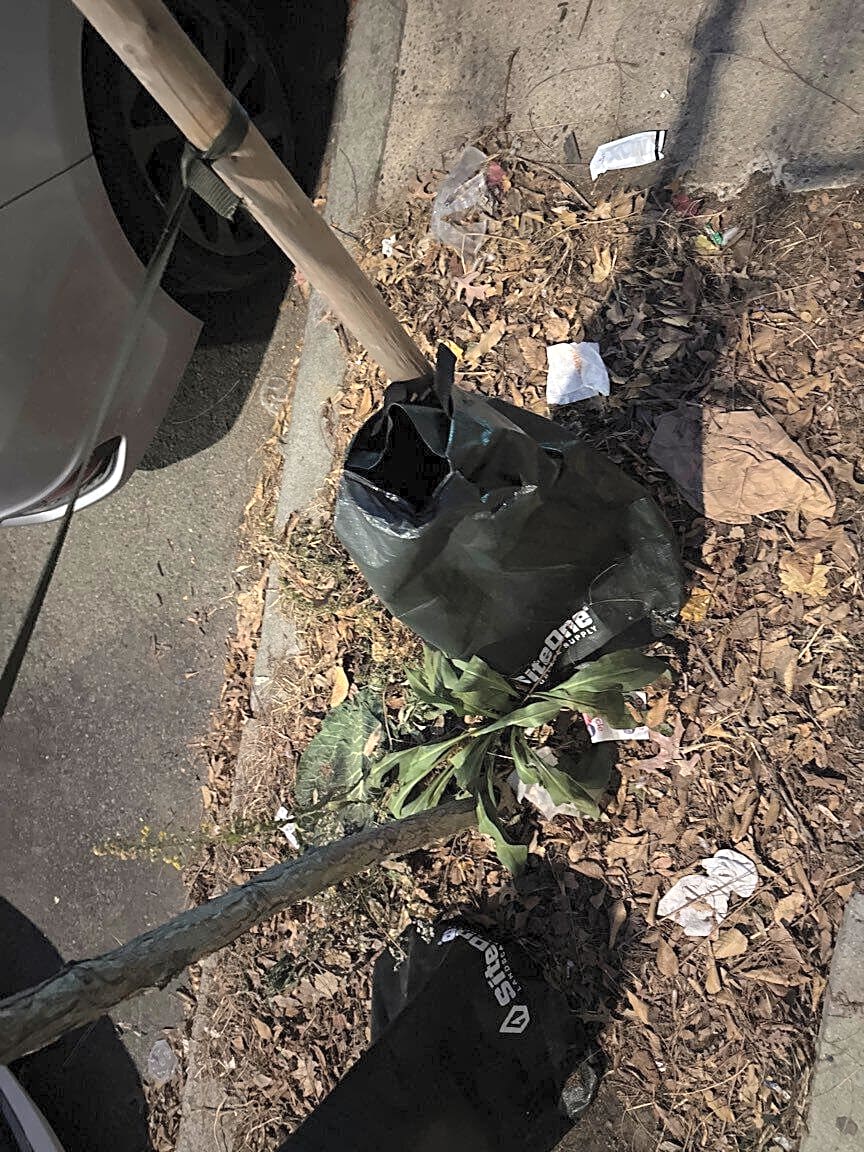 Image submitted with report